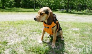 Who should buy dog harnesses?