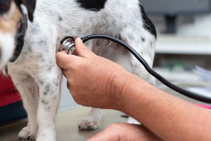 how to check a dog's pulse