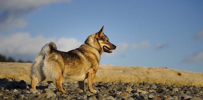 Swedish Vallhund