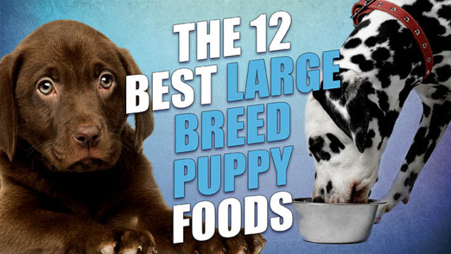 Top 12 Best Large Breed Puppy Foods