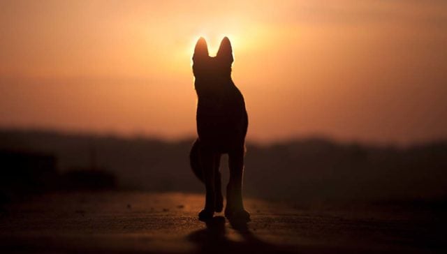 The 15 Ways to Prepare for Last Days of Your Dying Dog