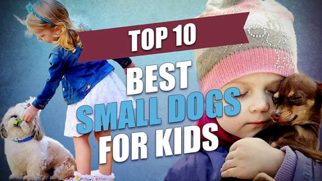 The Best Small Dogs for Kids