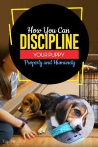 The Guide on How to Discipline a Puppy Properly and Humanely