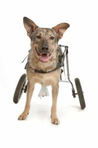 The Guide on Mobility Equipment for Dogs