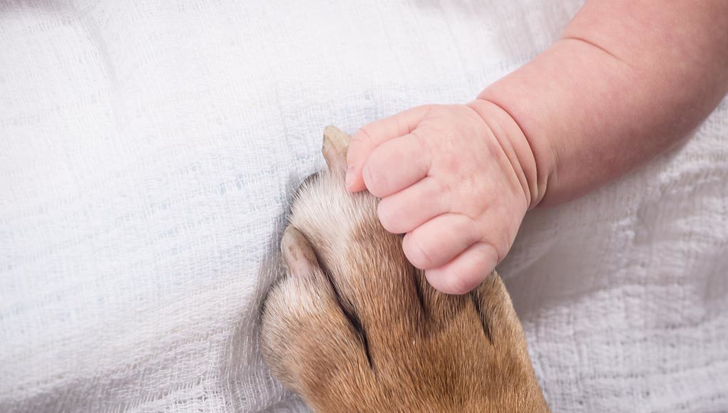 The Guide to Introducing Dogs to Newborns