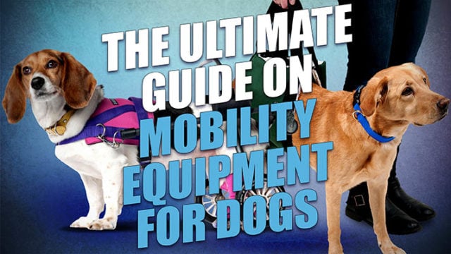 Mobility Equipment for Dogs: The Ultimate Guide