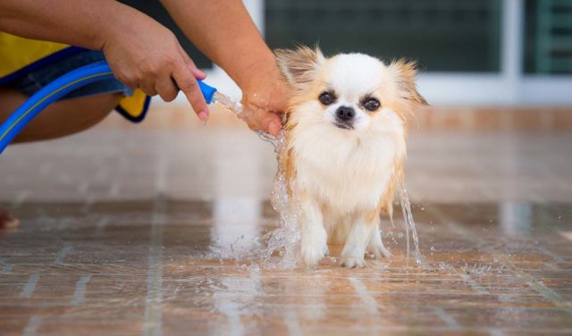 Tips on How to Keep Dogs Cool Outside this Summer