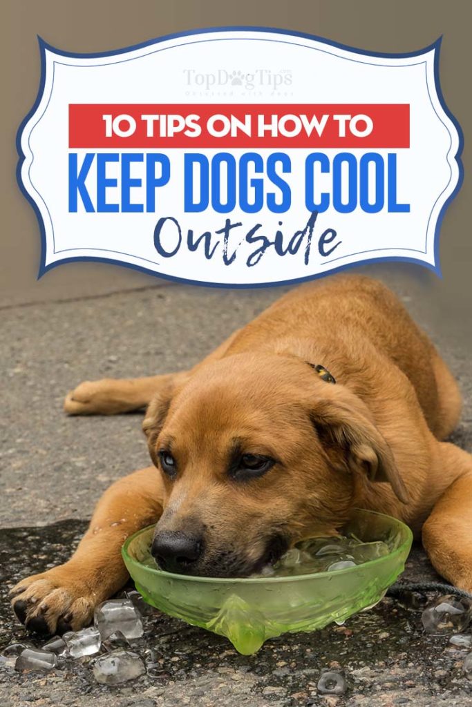 Top 10 Best Tips on How to Keep Dogs Cool Outside