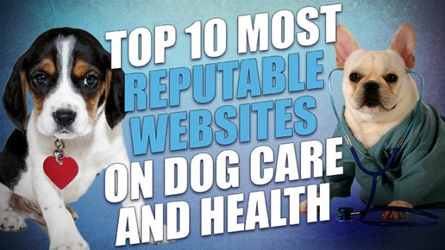 10 Most Reputable Sites to Refer to for Dog Care and Health Advice