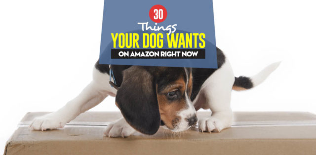 Top 16 Things Your Dog Wants on Amazon featured image