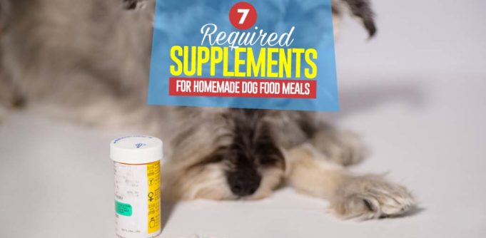 Top 7 Essential Homemade Dog Food Supplements