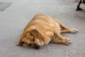 What's Causing the Increased Risk of Heart Disease in Dogs