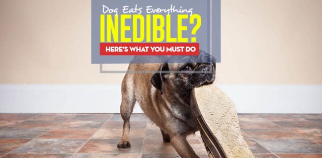 Why Dogs Constantly Eat Inedible Things and What to Do