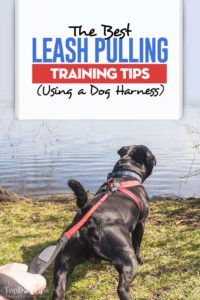 11 Leash Pulling Training Tips Using a Dog Harness