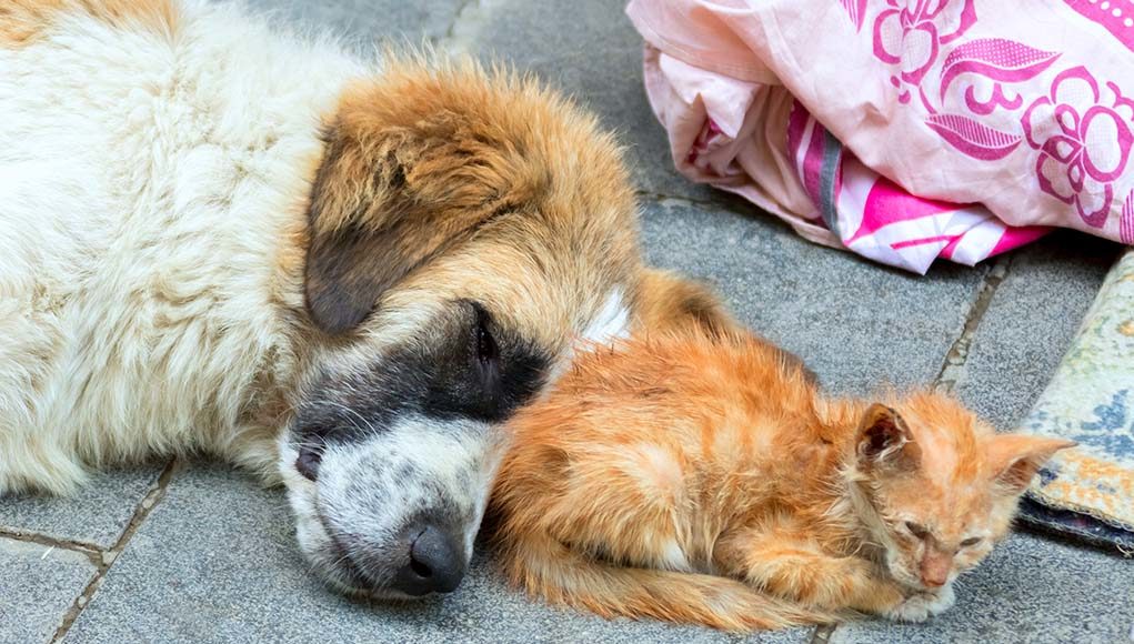 15 Mind-Blowing Facts About Pet Homelessness