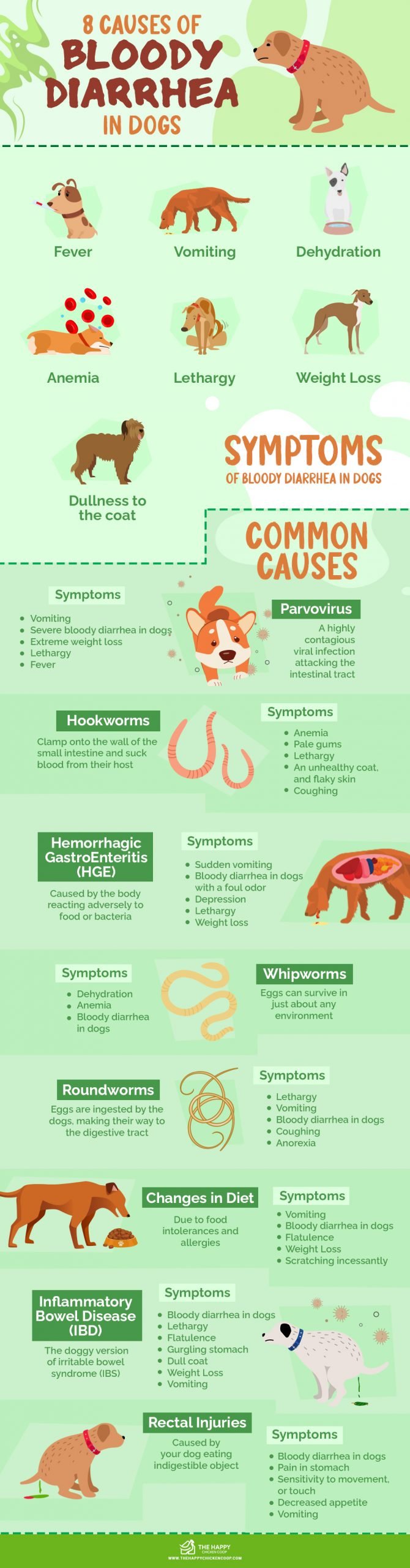 Bloody Diarrhea in Dogs Symptoms and Causes Infographics