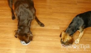 dogs eating