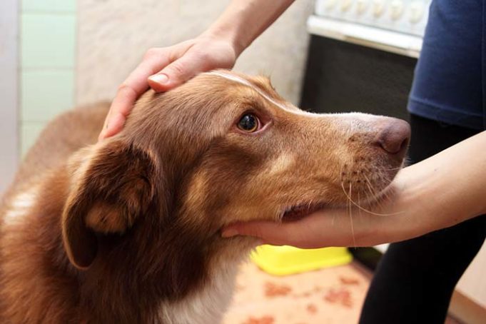 Could the Next Deadly Flu Pandemic Start With Dogs