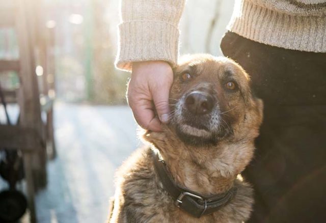 Do Rescue Dogs Have Memories Of Their Past featured image