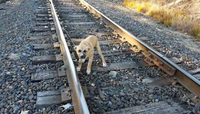 Dog Tied On Train Tracks Escapes Death After Man Saves Him