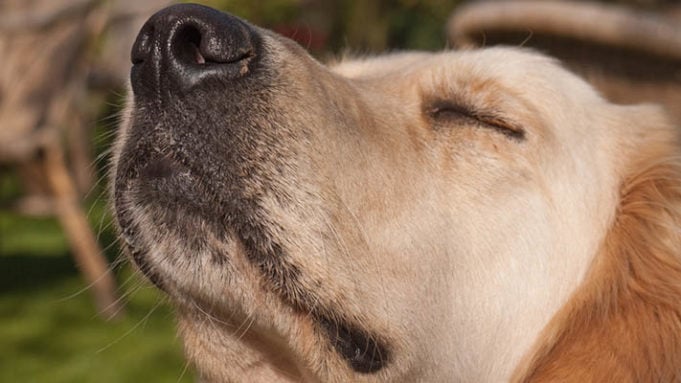 Dogs Visualize Objects Through Their Powerful Nose, Study Says