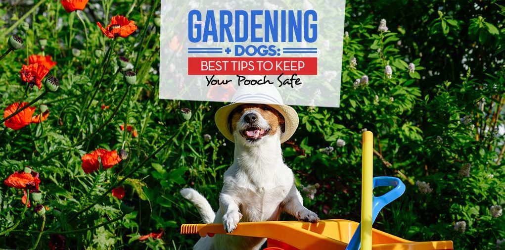 Gardening and Dogs - Top 9 Tips to Keep Your Pooch Safe