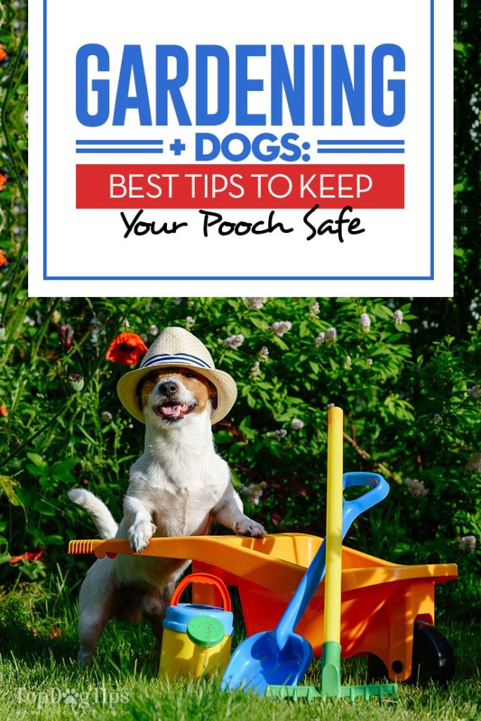 Gardening with Dogs and 9 Tips to Keep Your Pet Safe