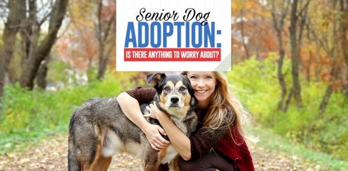 Guide to Senior Dog Adoption