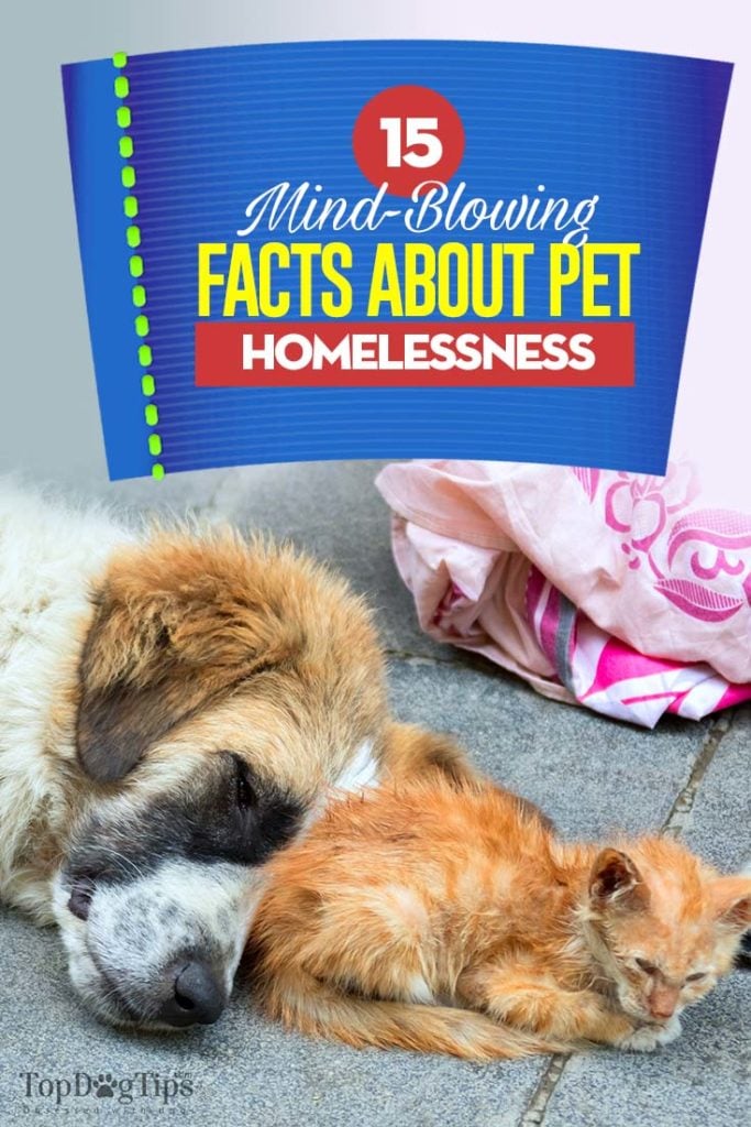 Homeless Pets Facts 2020