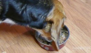 homemade dog food