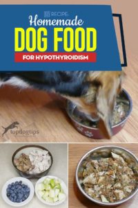 Homemade Dog Food for Hypothyroidism Recipe - A Video Guide