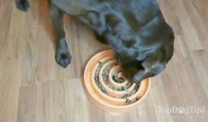 Homemade Dog Food for Joint and Hip Health