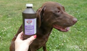 Give Your Dog Hydrogen Peroxide