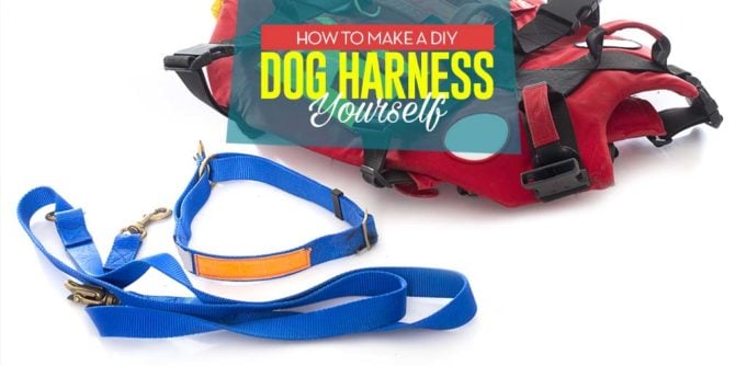 How to Make a DIY Dog Harness Yourself