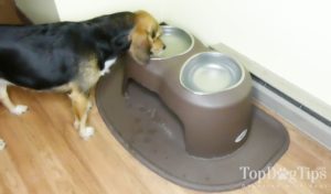 PetComfort High Feeding System for Dogs