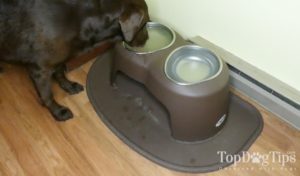 PetComfort High Feeding System for Dogs