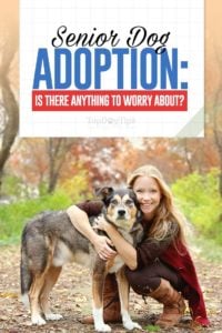 Senior Dog Adoption - Should You Be Worried