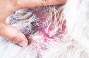 Skin Problems Keeping Your Dog Awake