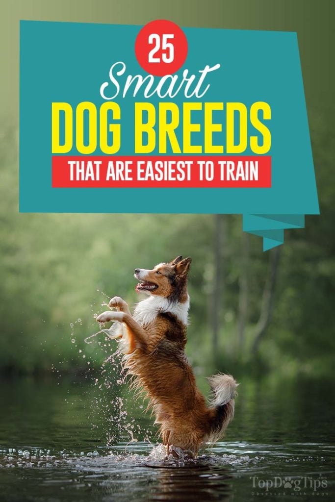 Smartest Dog Breeds