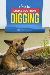 The Guide on How to Stop a Dog from Digging (with explainer video)