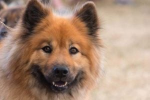 The Rise Of Eurasian Dogs