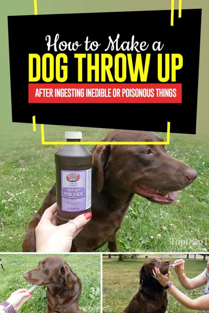 Tips on How to Make a Dog Throw Up