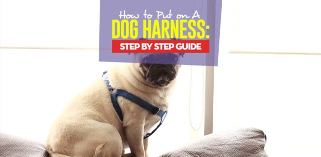 Tips on How to Put on a Dog Harness