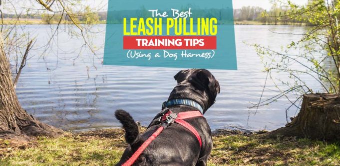 Top 11 Leash Pulling Training Tips Using a Dog Harness