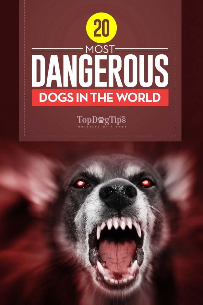 Top 20 Most Dangerous Dogs in the World Known for Aggression