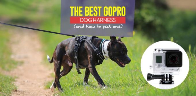 Top Best GoPro Dog Harness and How to Pick One