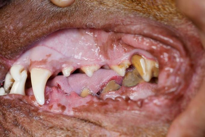 12 Complications That Develop When Ignoring Dog Dental Health