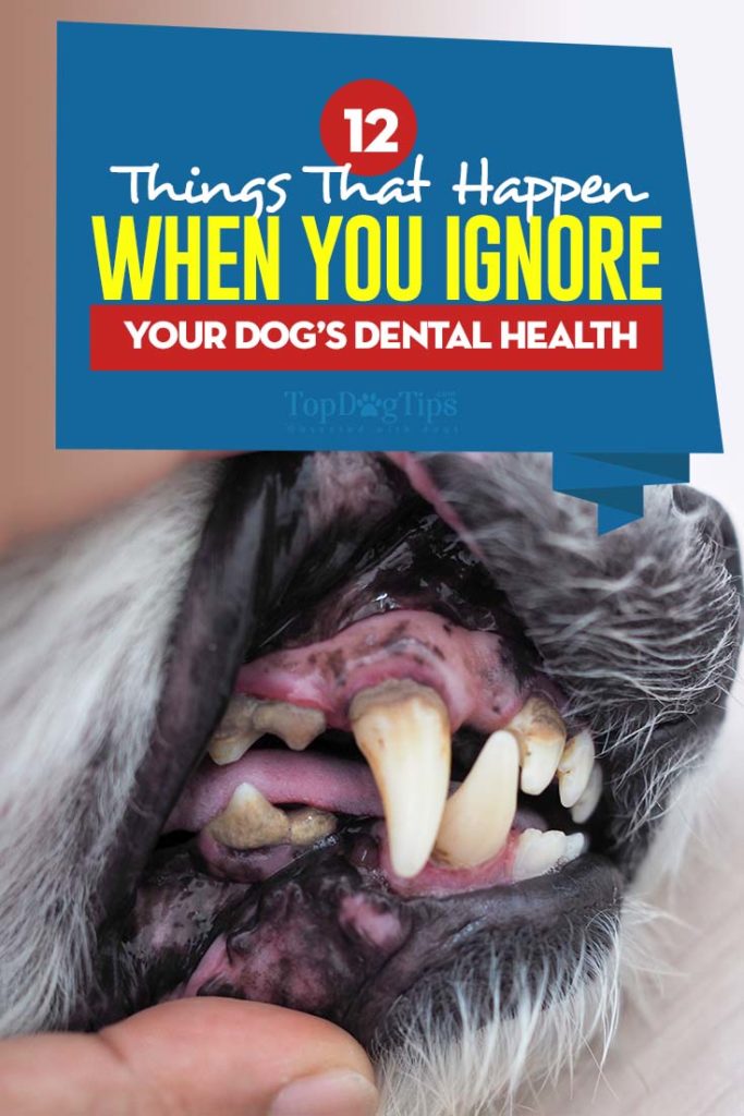 12 Complications That Develop When You Ignore Your Dog’s Dental Health