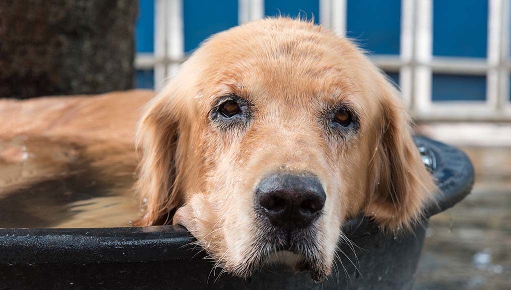 12 Most Efficient and Effective Ways on How to Cool Down a Dog by Yourself