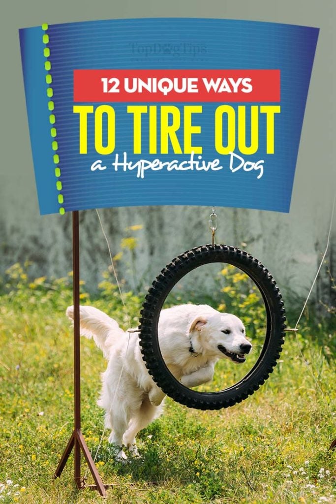 12 Tips on How to Tire Out Your Hyperactive Dog